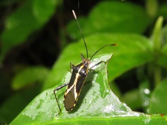 Zoreva ornamentosa