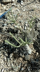 Mortonia scabrella