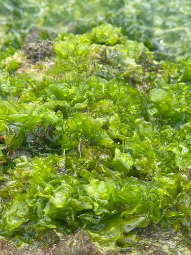 Ulva lactuca observed 2026-04-07