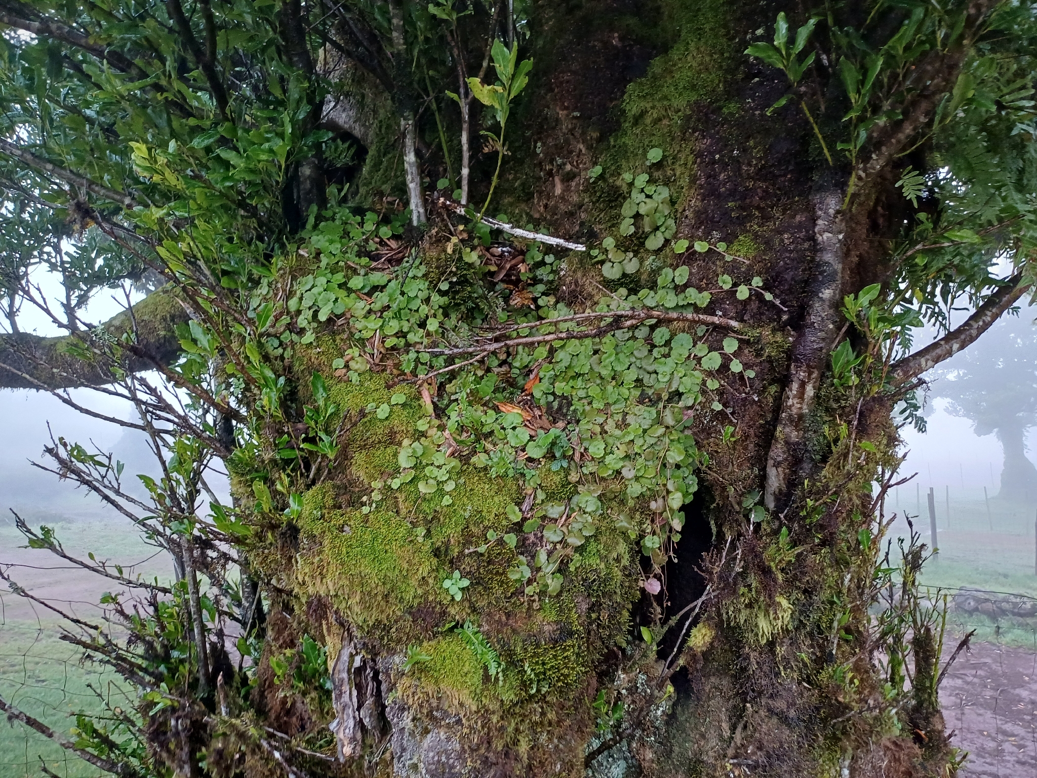Madeira Moneywort (Sibthorpia peregrina)