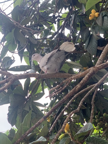 Avistamiento Streptopelia decaocto