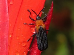 Chalepus cincticollis