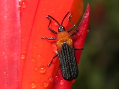 Chalepus cincticollis