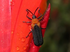 Chalepus cincticollis
