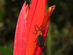 Chalepus cincticollis