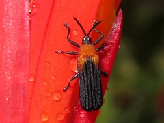 Chalepus cincticollis