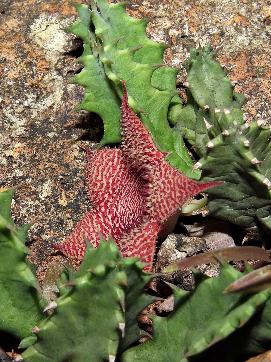 Huernia stapelioides Schltr.
