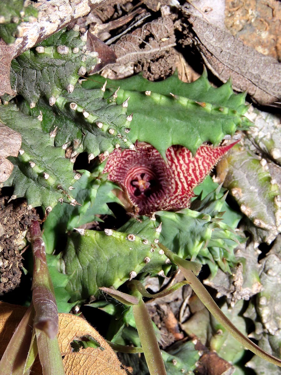 Huernia stapelioides Schltr. 2