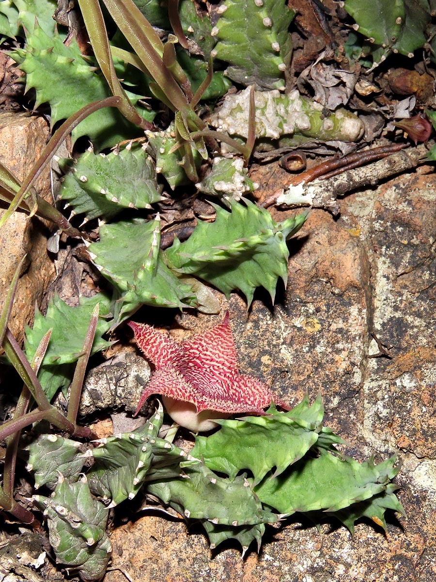 Huernia stapelioides Schltr. 3