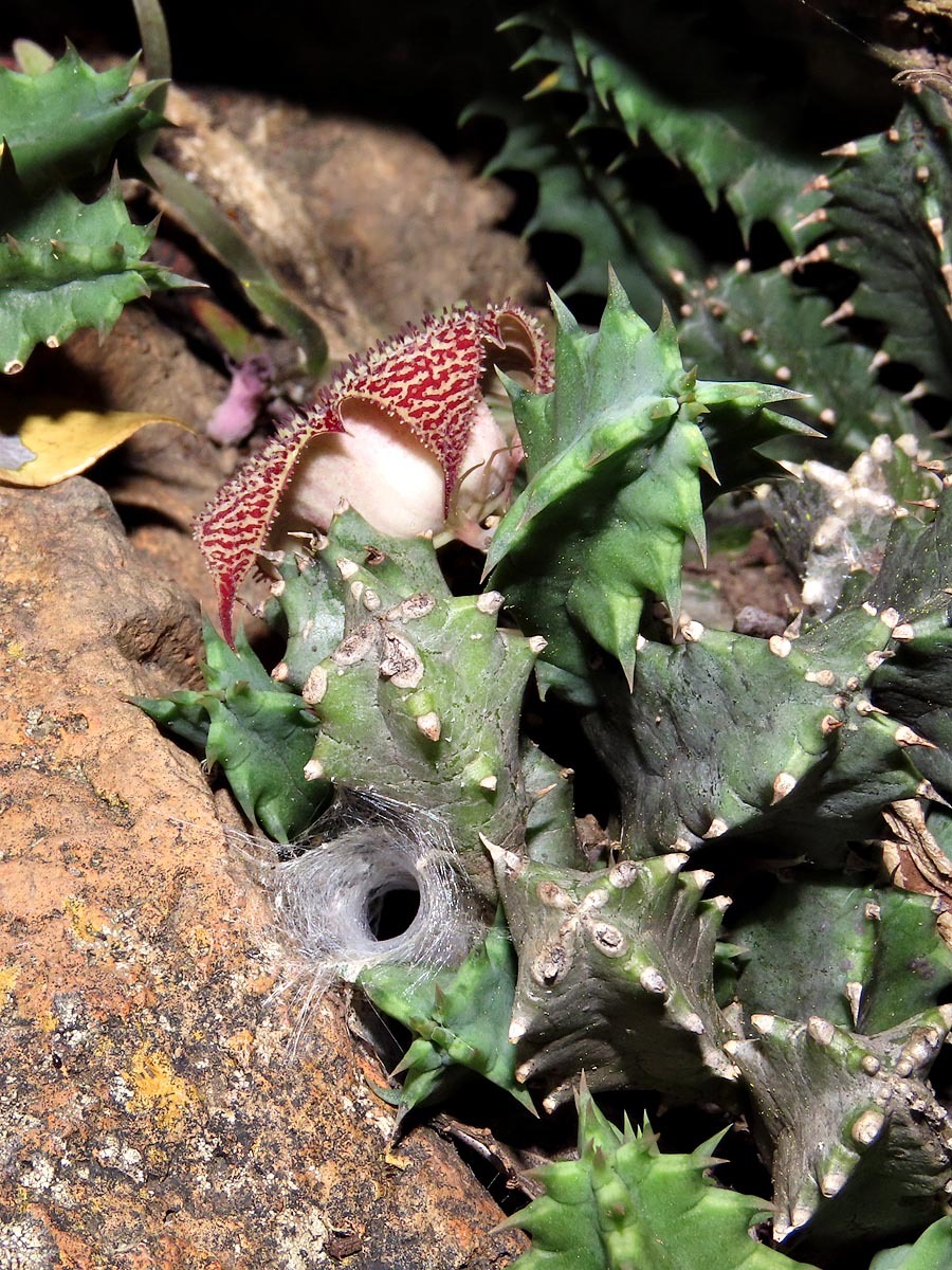 Huernia stapelioides Schltr. 4