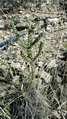 Mortonia scabrella