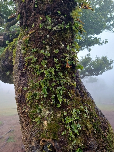 Canary Islands polypody (Polypodium macaronesicum)