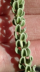 Mortonia scabrella
