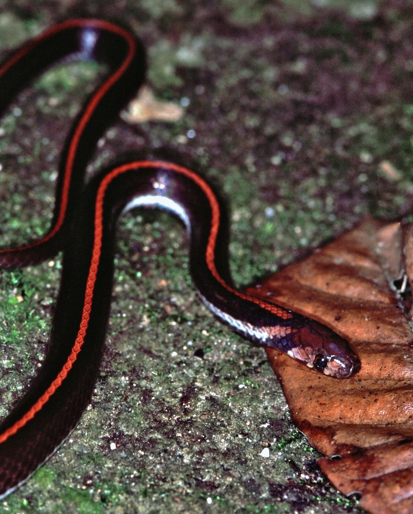 三线小头蛇(Zodiac animals(十二生肖)of Indonesia part 2) · iNaturalist