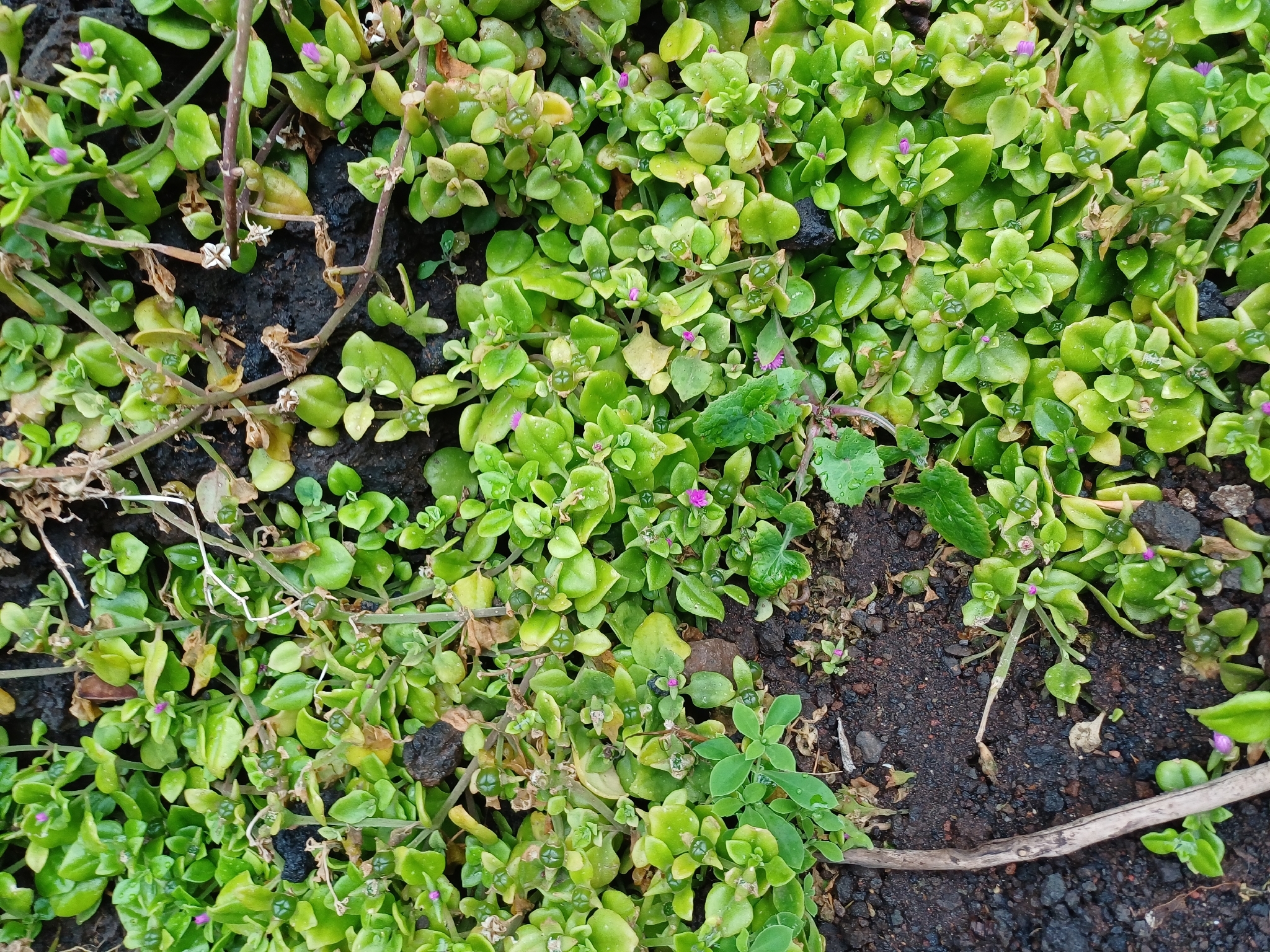 Heart-Leaf Ice Plant (Mesembryanthemum cordifolium)