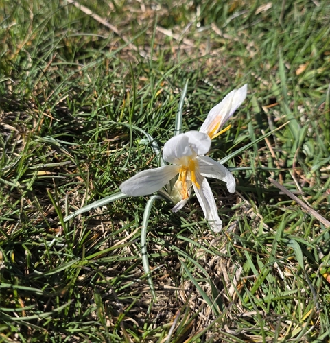 Crocus versicolor, photograph 4