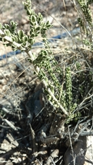 Mortonia scabrella