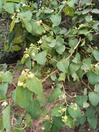 Helinus integrifolius