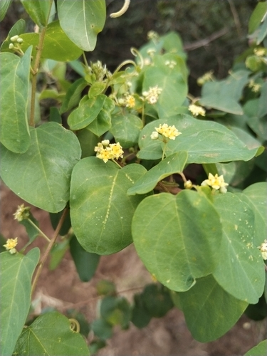 Helinus integrifolius, photograph 2