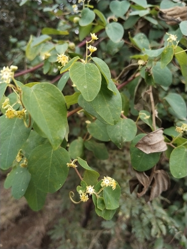 Helinus integrifolius, photograph 3