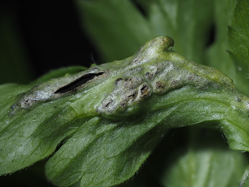 Windröschen-Blasenbrand