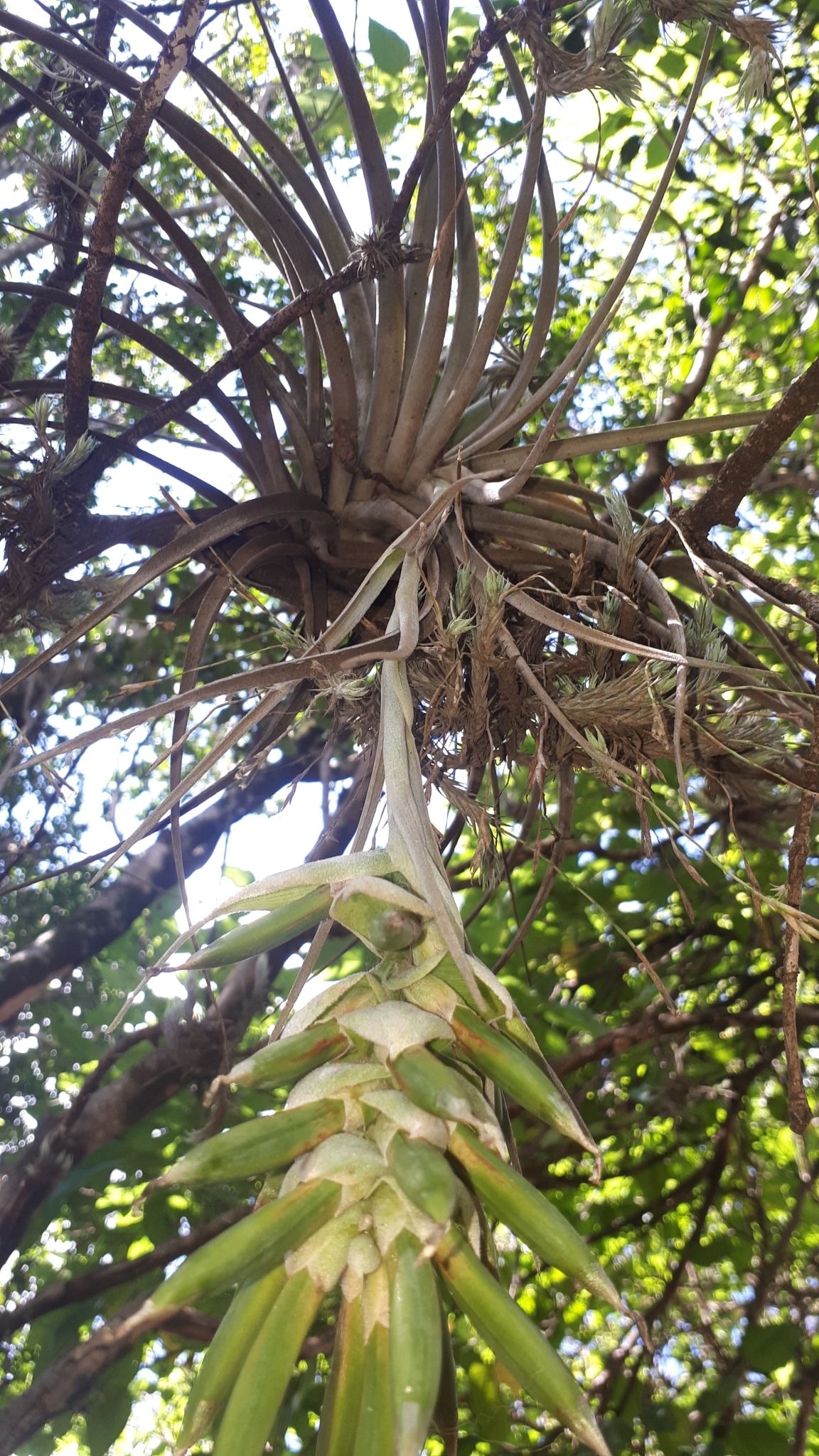 Tillandsia pohliana