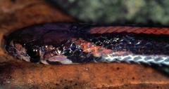 Three-Lined Kukri Snake photo 2