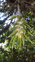 Tillandsia pohliana