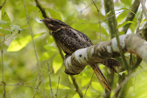 Chuck-will's-widow (Antrostomus carolinensis), photo 7