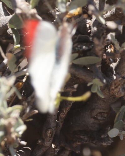 Banded Scarlet Tip