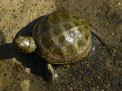 Emys orbicularis persica