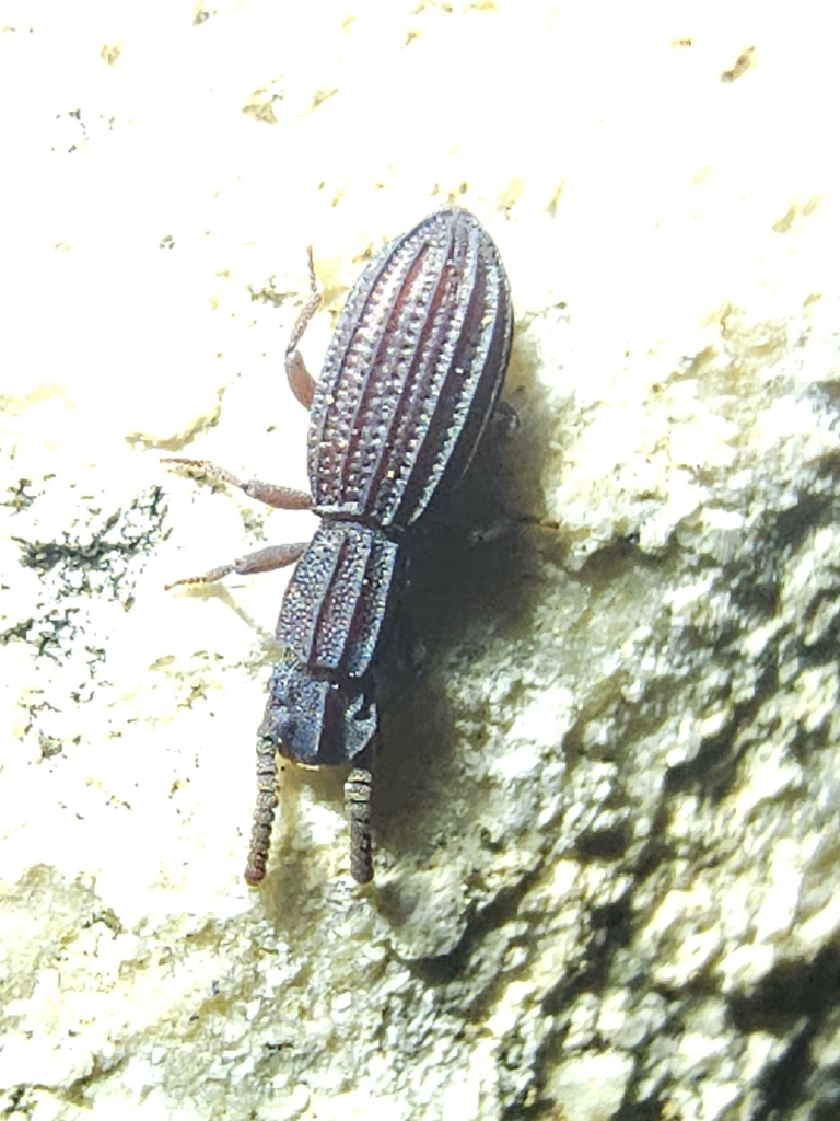 Microtelus