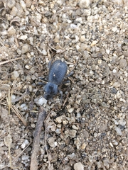 Cryptoglossa muricata