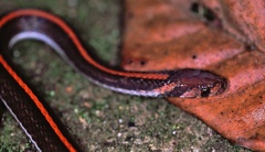 Three-Lined Kukri Snake photo 3