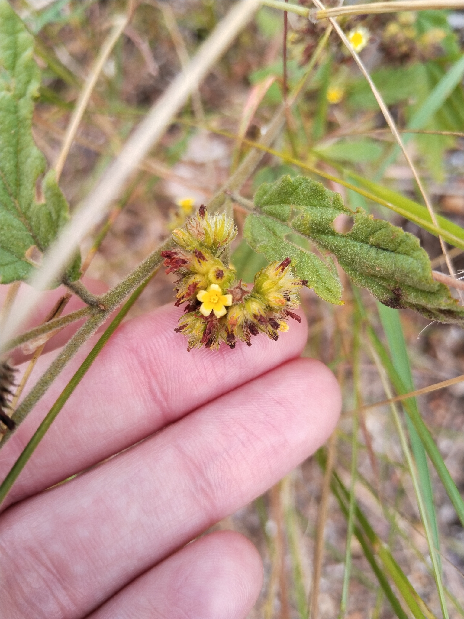 Uhaloa (Waltheria indica)