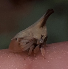 Enchenopa brasiliensis