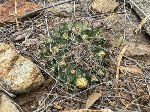 little nipple cactus (Mammillaria meiacantha)