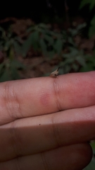 Enchenopa brasiliensis