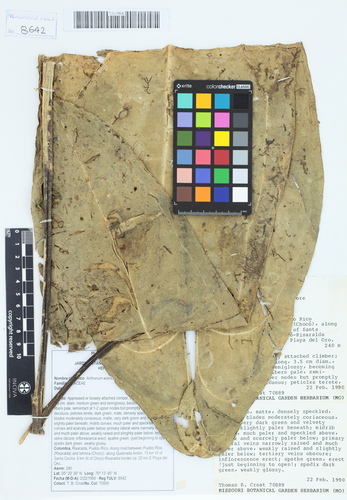 Anthurium warocqueanum