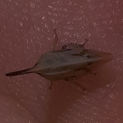 Enchenopa brasiliensis