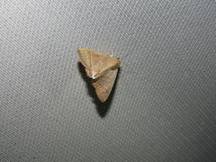 Eulepidotis juncida