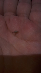 Enchenopa brasiliensis