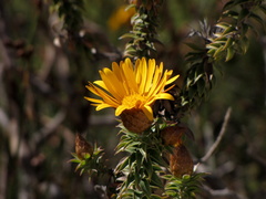 Oedera speciosa