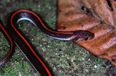 Three-Lined Kukri Snake photo 4