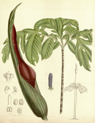 Mapaná