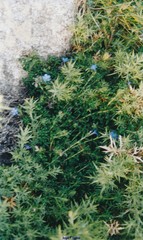 Glandora prostrata