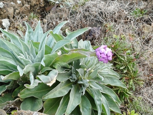 Evening stock (Matthiola maderensis)