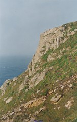 Erica cinerea