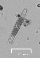 Naviculales