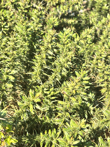 Western Gorse (Ulex gallii)